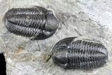 Two Detailed Gerastos Trilobite Fossils - Morocco #134098-4